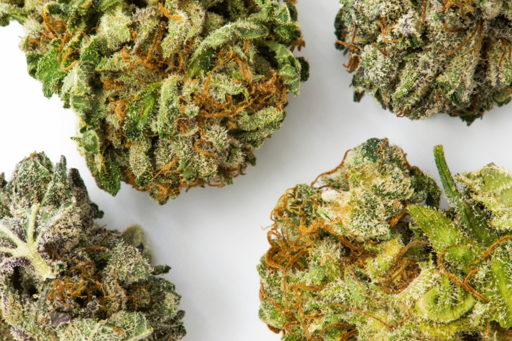 Close-up of cannabids buds