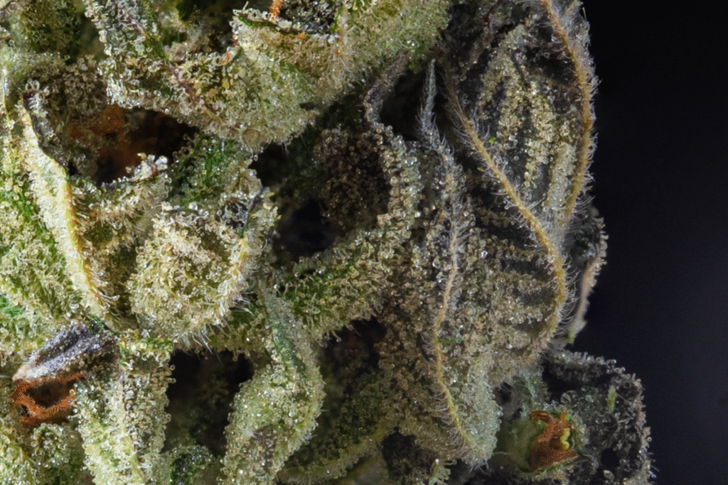 Macro shot of frosty indoor-grown cannabis bud