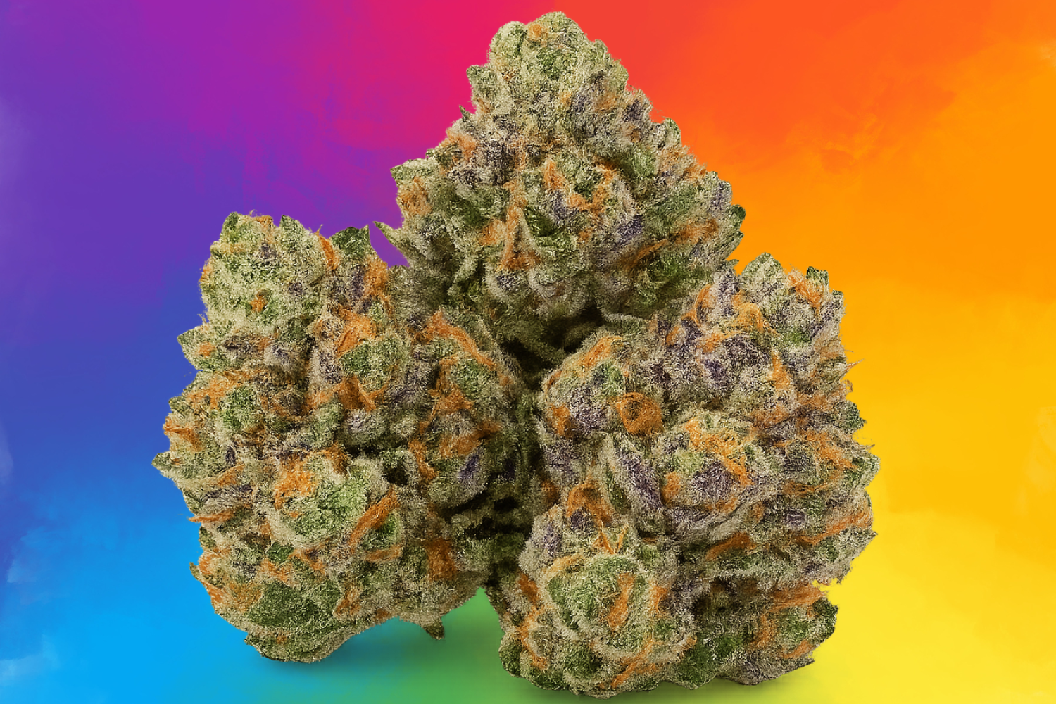 Rich cannabis buds with rainbow background