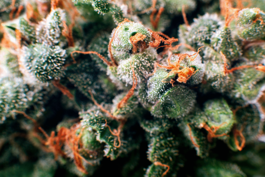 Close-up of frosty terpenes on cannabis buds